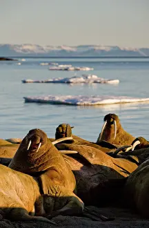 Midnight: Norway, Svalbard, Edgeoya Island, Walrus