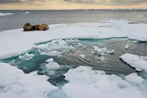 Ivory: Norway, Svalbard, Edgeoya Island, Walrus