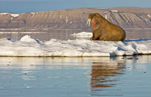 Ivory: Norway, Svalbard, Edgeoya Island, Walrus