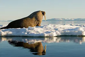 Ivory: Norway, Svalbard, Edgeoya Island, Walrus