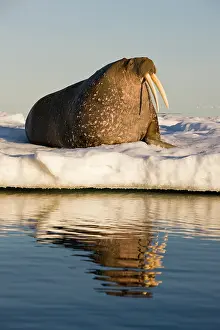 Ivory: Norway, Svalbard, Edgeoya Island, Walrus
