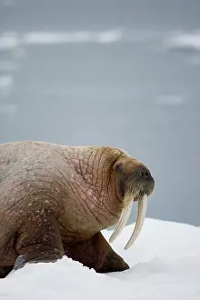 Ivory: Norway, Svalbard, Edgeoya Island, Walrus
