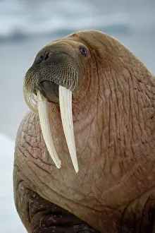 Ivory: Norway, Svalbard, Edgeoya Island, Walrus