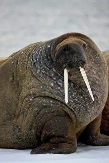 Ivory: Norway, Svalbard, Edgeoya Island, Walrus