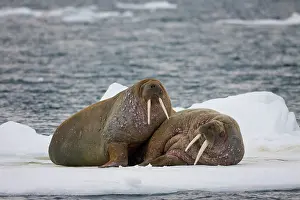 Ivory: Norway, Svalbard, Edgeoya Island, Walrus