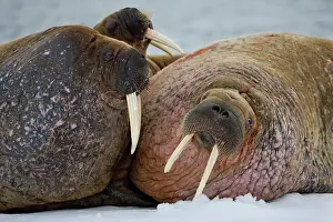Ivory: Norway, Svalbard, Edgeoya Island, Walrus