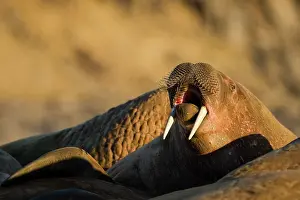 Crowded: Norway, Svalbard, Edgeoya Island, Walrus