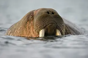 Ivory: Norway, Svalbard, Edgeoya Island, Walrus