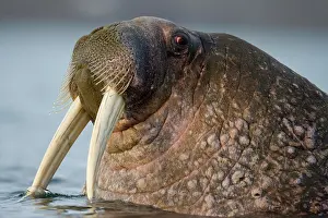 Ivory: Norway, Svalbard, Edgeoya Island, Walrus
