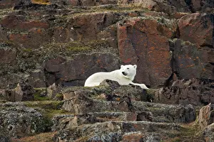 Langoya: Norway, Svalbard, Langoya Island, Polar