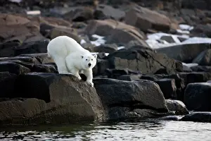 Inquisitive: Norway, Svalbard, Langoya Island, Young