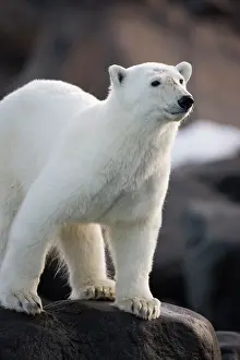 Langoya: Norway, Svalbard, Langoya Island, Young