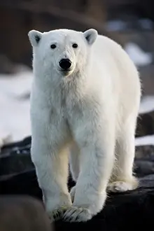 Inquisitive: Norway, Svalbard, Langoya Island, Young
