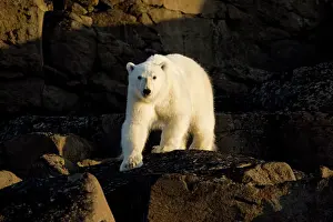 Agile: Norway, Svalbard, Langoya Island, Young
