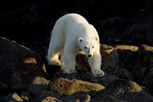 Agile: Norway, Svalbard, Langoya Island, Young