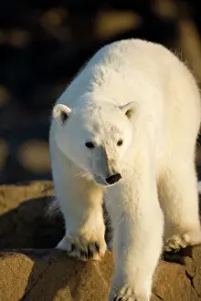 Agility: Norway, Svalbard, Langoya Island, Young
