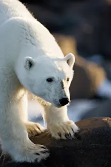 Agility: Norway, Svalbard, Langoya Island, Young