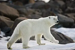 Langoya: Norway, Svalbard, Langoya Island, Young