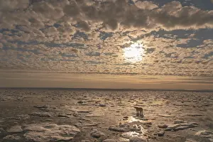 Dangerous: Norway, Svalbard. Lone polar bear on pack ice at sunrise