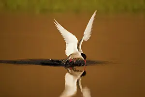 Longyearbyen: Norway, Svalbard, Longyearbyen, Arctic Tern