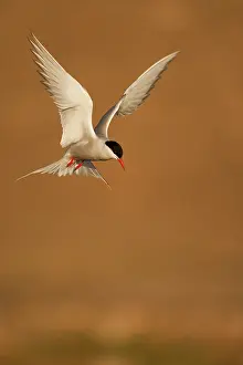 Longyearbyen: Norway, Svalbard, Longyearbyen, Arctic Tern