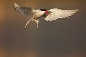 Longyearbyen: Norway, Svalbard, Longyearbyen, Arctic Tern