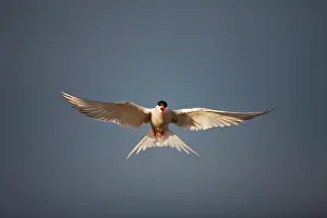 Longyearbyen: Norway, Svalbard, Longyearbyen, Arctic Tern