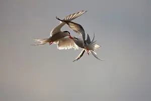 Longyearbyen: Norway, Svalbard, Longyearbyen, Arctic Terns