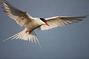 Longyearbyen: Norway, Svalbard, Longyearbyen, Arctic Terns