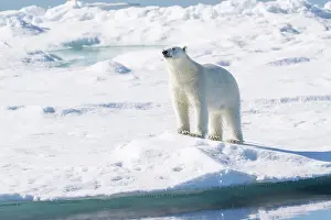 Dangerous: Norway, Svalbard. Male polar bear on pack ice in Arctic