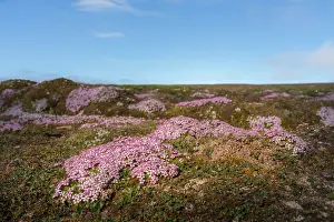 Don Grall: Norway, Svalbard. Moss campion pink wildflower close-up