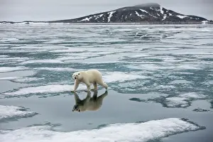 Nordaustlandet: Norway, Svalbard, Nordauslandet, Polar Bear
