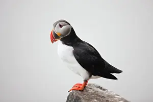 Individuality: Norway, Svalbard, Nordaustlandet, Atlantic
