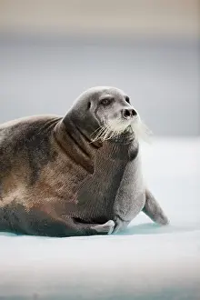 Barbatus: Norway, Svalbard, Nordaustlandet, Bearded
