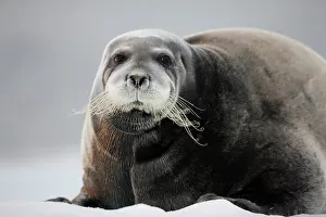 Barbatus: Norway, Svalbard, Nordaustlandet, Bearded
