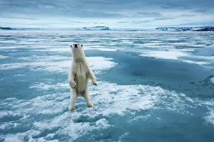 Nordaustlandet: Norway, Svalbard, Nordaustlandet, Curious