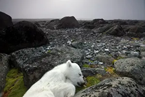 Infant: Norway, Svalbard, Nordaustlandet, Polar
