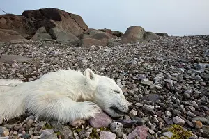 Infant: Norway, Svalbard, Nordaustlandet, Polar