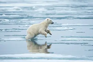 Thin: Norway, Svalbard, Nordaustlandet, Polar