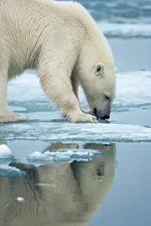 Smelling: Norway, Svalbard, Nordaustlandet, Polar