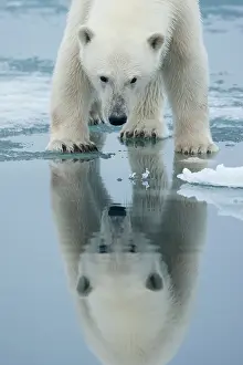 Nordaustlandet: Norway, Svalbard, Nordaustlandet, Polar