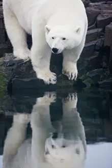 Nordaustlandet: Norway, Svalbard, Nordaustlandet, Polar