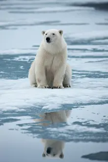 Thin: Norway, Svalbard, Nordaustlandet, Polar