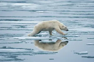Thin: Norway, Svalbard, Nordaustlandet, Polar