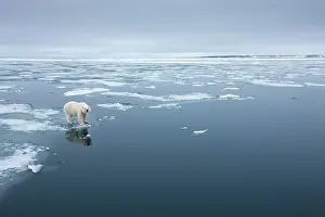 Thin: Norway, Svalbard, Nordaustlandet, Polar