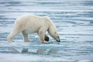 Thin: Norway, Svalbard, Nordaustlandet, Polar