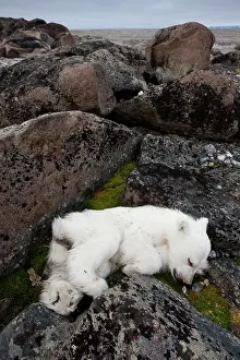 Nordaustlandet: Norway, Svalbard, Nordaustlandet, Polar