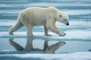 Thin: Norway, Svalbard, Nordaustlandet, Polar