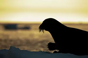 Barbatus: Norway, Svalbard, Nordaustlandet, Silhouette