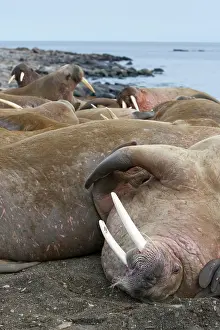 Peace: Norway, Svalbard, Nordaustlandet, Walrus